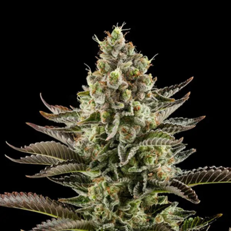 CBD BIGDREAM White Widow 4gr