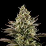 CBD BIGDREAM White Widow 4gr